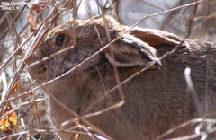 Lepus coreanus