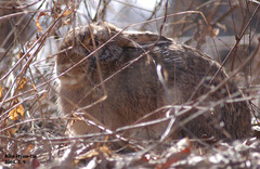 Lepus coreanus