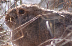 Lepus coreanus