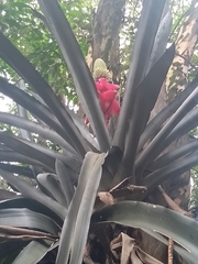 Aechmea mariae-reginae