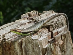 Teal Emo Skink photo 2