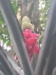 Aechmea mariae-reginae