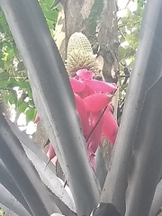 Aechmea mariae-reginae