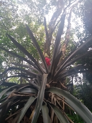 Aechmea mariae-reginae