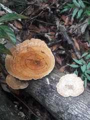 Polyporales
