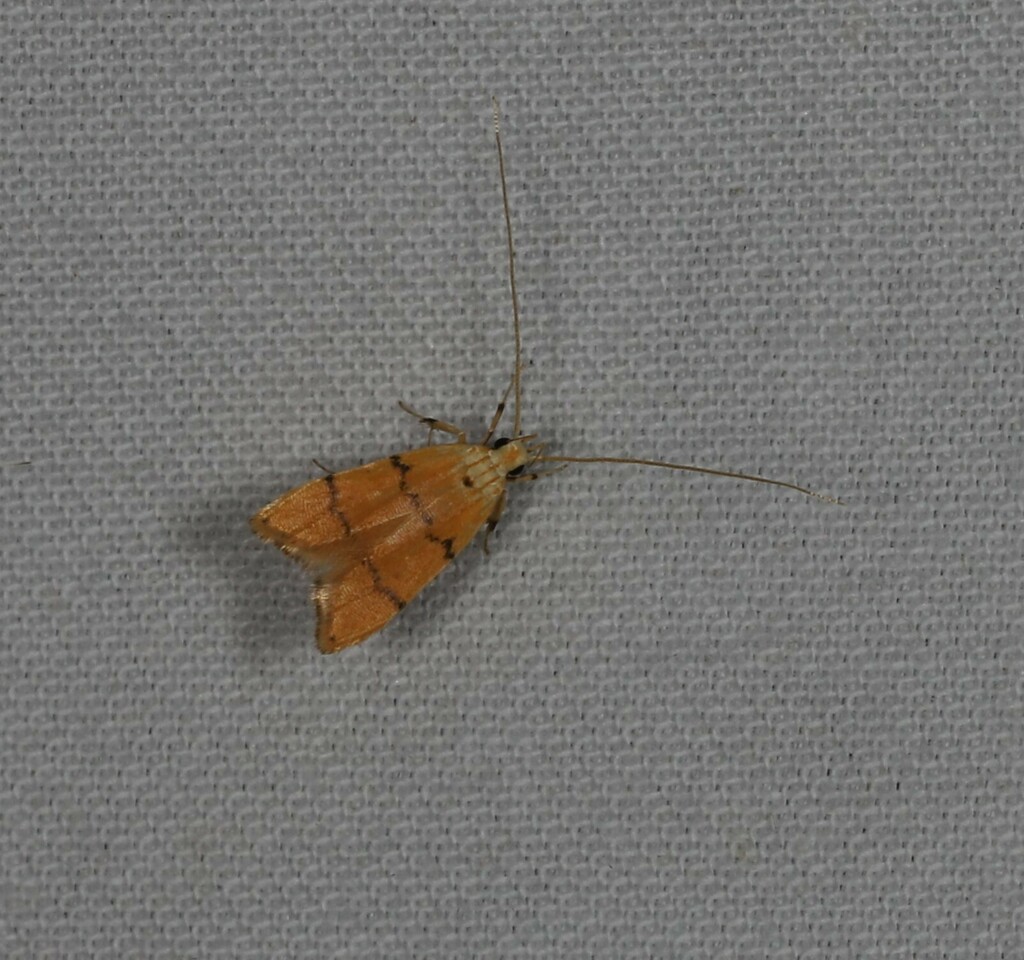 Crocanthes venustula