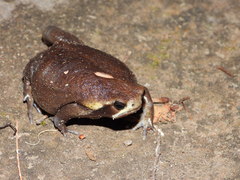 Breviceps mossambicus