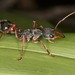 Tasmanian Inchman Ant - Photo (c) zosterops, some rights reserved (CC BY-NC)