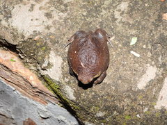 Breviceps mossambicus