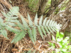 Polystichum neozelandicum neozelandicum