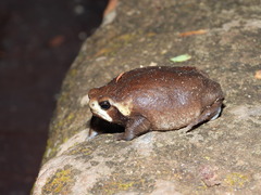 Breviceps mossambicus