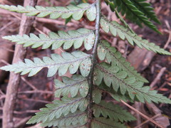 Polystichum neozelandicum neozelandicum