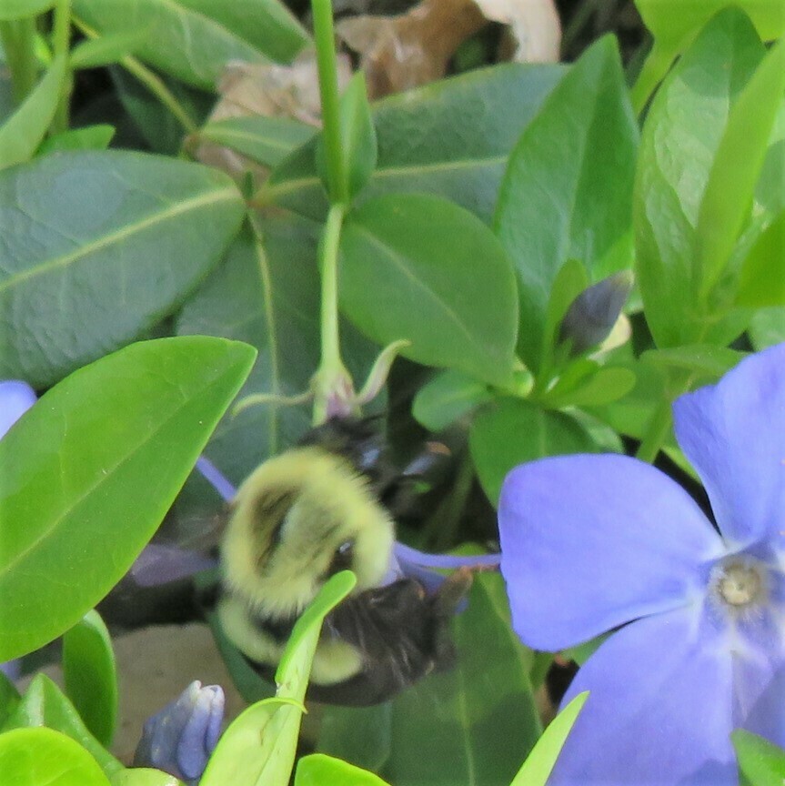 Common Eastern Bumble Bee in April 2023 by dougc9. This bee landed on a number of vinca blossoms