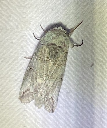 Heterocampa astartoides photo 3