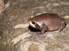 Breviceps mossambicus