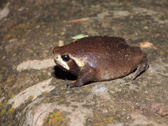 Breviceps mossambicus
