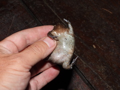 Breviceps mossambicus