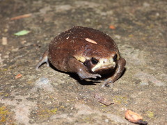 Breviceps mossambicus