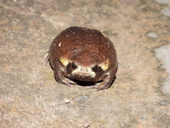 Breviceps mossambicus