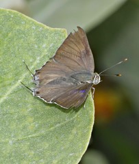 Virachola isocrates