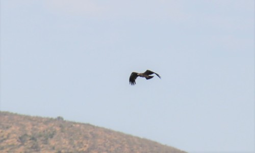 Aquila adalberti