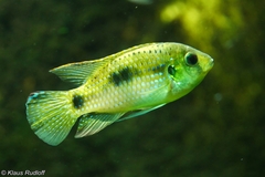 African Butterfly Cichlid photo 1
