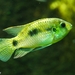 African Butterfly Cichlid - Photo (c) 
Klaus Rudloff, some rights reserved (CC BY-SA)