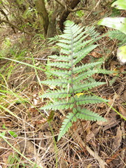 Polystichum neozelandicum neozelandicum