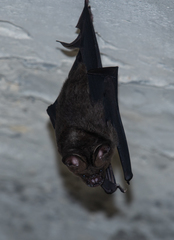 Hipposideros armiger terasensis
