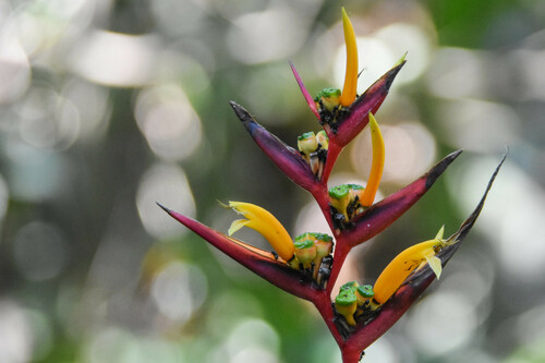 Heliconia osaensis (Heliconia osaensis)