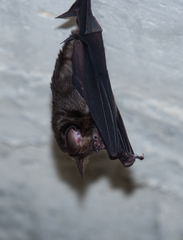 Hipposideros armiger terasensis