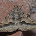 Mesquite Looper Moth - Photo (c) Andy Reago & Chrissy McClarren, some rights reserved (CC BY)
