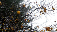 Pseudocydonia sinensis