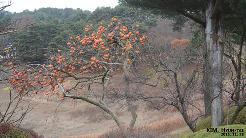 Diospyros kaki