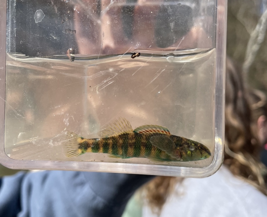 Banded darter from Deckers Creek Blvd, Morgantown, WV, US on March 30 ...