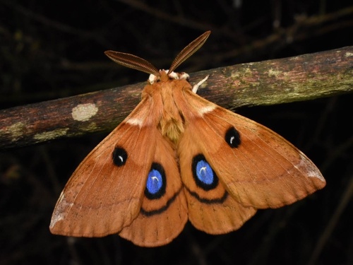 Aglia japonica