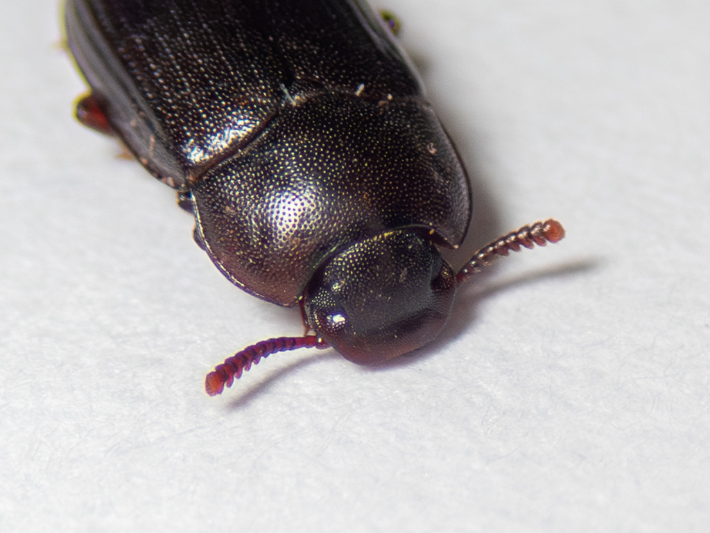 Black Fungus Beetle