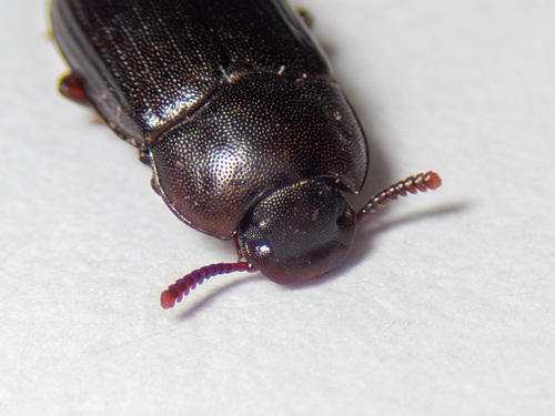 Representative image of Alphitobius laevigatus