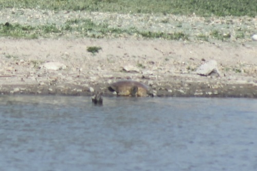 iNaturalist observation photo of Spiny Softshell