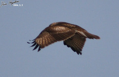 Buteo japonicus
