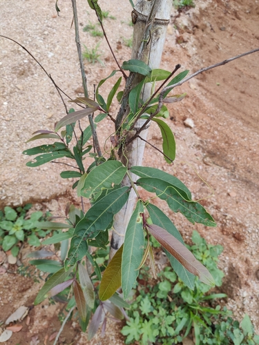 Image of Terminalia arjuna by (c) Ram Dayal Vaishnav, some rights reserved (CC BY)