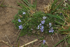 Craterocapsa tarsodes