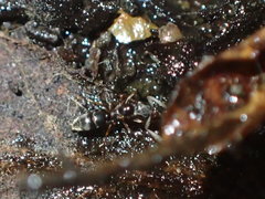 Hypoponera punctatissima