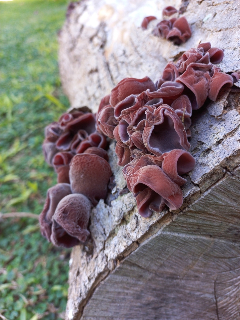 Auricularia fuscosuccinea · April 2023 · photo: © florencia_luna (iNaturalist, cc-by)