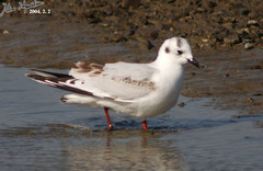 Saundersilarus saundersi