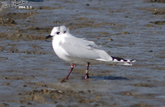 Saundersilarus saundersi