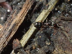 Hypoponera punctatissima