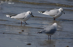 Saundersilarus saundersi