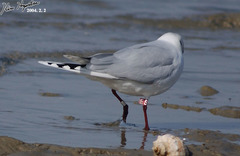 Saundersilarus saundersi