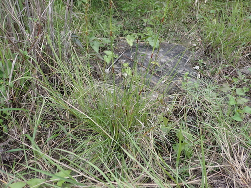 Schoenus falcatus iNat (2)
